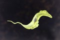 Trypanosoma cruzi parasite