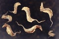 Trypanosoma cruzi parasites Royalty Free Stock Photo