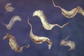 Trypanosoma cruzi parasites Royalty Free Stock Photo