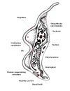 Trypanosoma vector hand drawn diagram