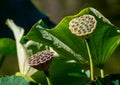 Trypophobia Flower Head Royalty Free Stock Photo