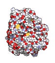 Trypsin digestive enzyme molecule (human). Enzyme that contributes to the digestion of proteins in the digestive system