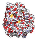 Trypsin digestive enzyme molecule (human). Enzyme that contributes to the digestion of proteins in the digestive system. Atoms are Royalty Free Stock Photo