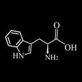 Tryptophan amino acid. Chemical molecular formula of tryptophan amino acid. Vector illustration on isolated background