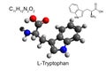 Chemical formula, structural formula and 3D ball-and-stick model of L-tryptophan