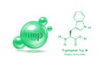 Important amino acid Tryptophan Trp, W and structural chemical formula and line model of molecule.