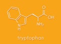 Tryptophan l-tryptophan, Trp, W amino acid molecule. Skeletal formula.