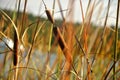 Trzcina Royalty Free Stock Photo