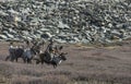 tsaatan man, dressed in a traditional deel, riding his reindeers