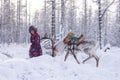 The Tsaatan people have a deep cultural connection with the reindeer and depend on them for transportation