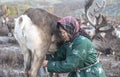 Tsaatan woman with reindeer in Northern Mongolian landscape