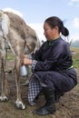 Tsaatan woman milks reindeer in northern Mongolia Royalty Free Stock Photo