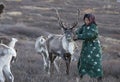 Tsaatan woman with reindeer in Northern Mongolian landscape Royalty Free Stock Photo