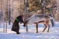 Mongolian Reindeer in Taica Bioecology at Khovsgol, Mongolia.