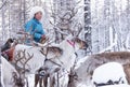 Mongolian Reindeer in Taica Bioecology at Khovsgol, Mongolia