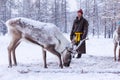 Mongolian Reindeer in Taica Bioecology at Khovsgol, Mongolia