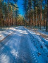 Tsaritsyno Lake surrounding forests with pine