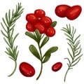 Tsaty colorful cranberries and rosemary branches Royalty Free Stock Photo