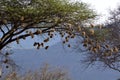 Many nests of the red-billed quelea Quelea quelea