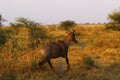 Tsessbe Antelope the fastest in Africa