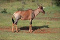 Tsessebe antelope Royalty Free Stock Photo
