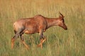 Tsessebe antelope Royalty Free Stock Photo