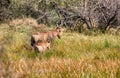 Tsessebe antelope and baby