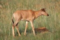 Tsessebe antelope calf Royalty Free Stock Photo