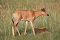 Tsessebe antelope calf