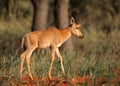 Tsessebe antelope calf Royalty Free Stock Photo