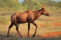 Tsessebe antelope in natural habitat