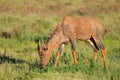 A rare tsessebe antelope in natural habitat, Mokala National Park, South Africat Royalty Free Stock Photo