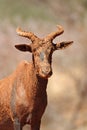 Tsessebe antelope portrait - South Africa Royalty Free Stock Photo