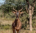 Tsessebe Antelope Royalty Free Stock Photo