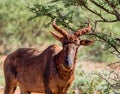Tsessebe Antelope Royalty Free Stock Photo