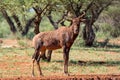 Tsessebe Antelope Royalty Free Stock Photo