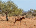 Tsessebe Antelope Royalty Free Stock Photo