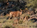 Tsessebe Antelope Royalty Free Stock Photo