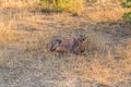 Tsessebe calf lying in grass Royalty Free Stock Photo