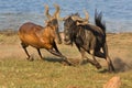 Tsessebe chasing Wildebeast Royalty Free Stock Photo