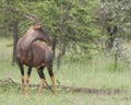 Tsessebe, Damaliscus lunatus lunatus, antelope, looking right Royalty Free Stock Photo