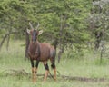 Tsessebe, Damaliscus lunatus lunatus, antelope Royalty Free Stock Photo