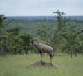 Tsessebe, Damaliscus lunatus lunatus, antelope, Royalty Free Stock Photo