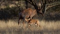 Tsessebe ( Damaliscus lunatus) Mokala National Park, South Africa Royalty Free Stock Photo