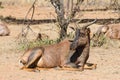 Tsessebe Damaliscus lunatus lunatus rare antelope closeup