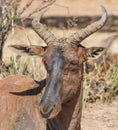 Tsessebe Damaliscus lunatus lunatus rare antelope closeup portrait