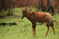 A Tsessebe Damaliscus lunatus staying in grassland