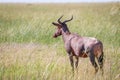 Tsessebe looking away in Chobe. Royalty Free Stock Photo