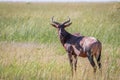 Tsessebe looking at the camera in Chobe. Royalty Free Stock Photo