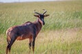 Tsessebe looking at the camera in Chobe. Royalty Free Stock Photo